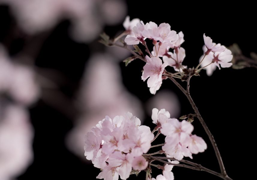 もうすぐ夏ですが、夜桜♪ Carl Zeiss Planar T* SLR 85mm/F1.4